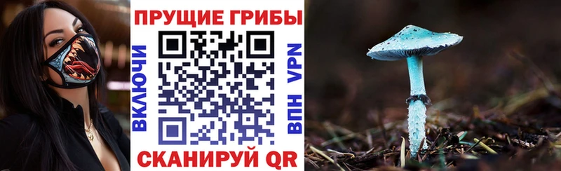 Галлюциногенные грибы Psilocybe  дарнет шоп  Богородицк 