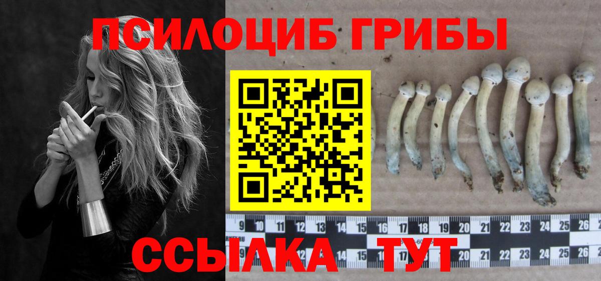 Богородицк  где найти   Псилоцибиновые грибы ЛСД  Вход с VPN  Галлюциногенные грибы Psilocybine cubensis 